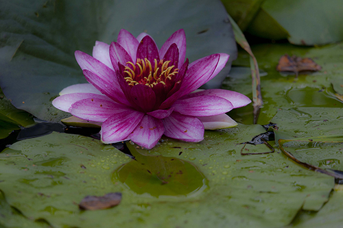 Vogelpark Marlow: Seerose