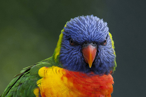 Ein Besuch im Vogelpark Marlow lohnt sich immer. Ist besser als viele Zoos.